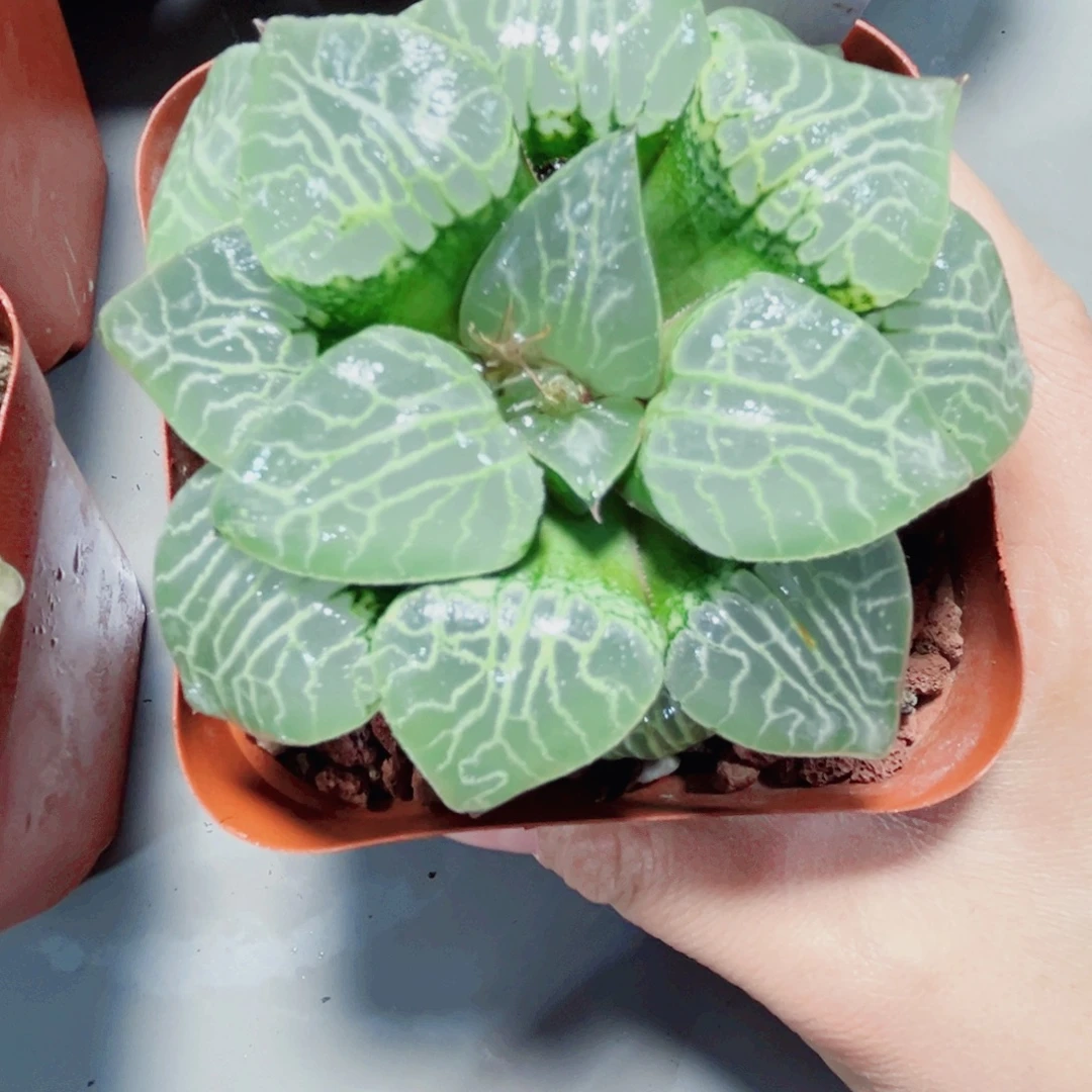 水晶康平101多肉植物