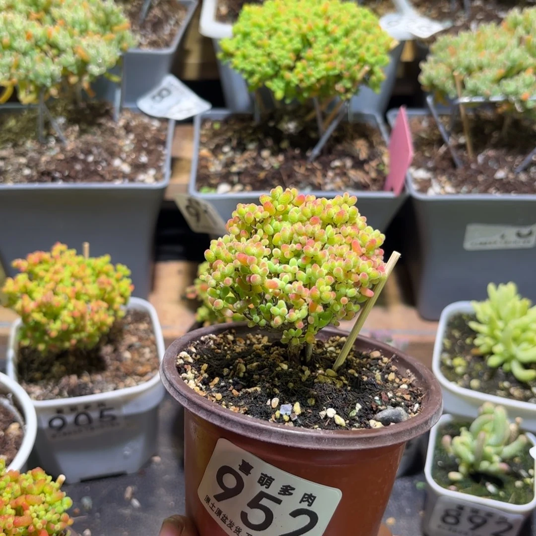 枝干番杏密橘糖球952