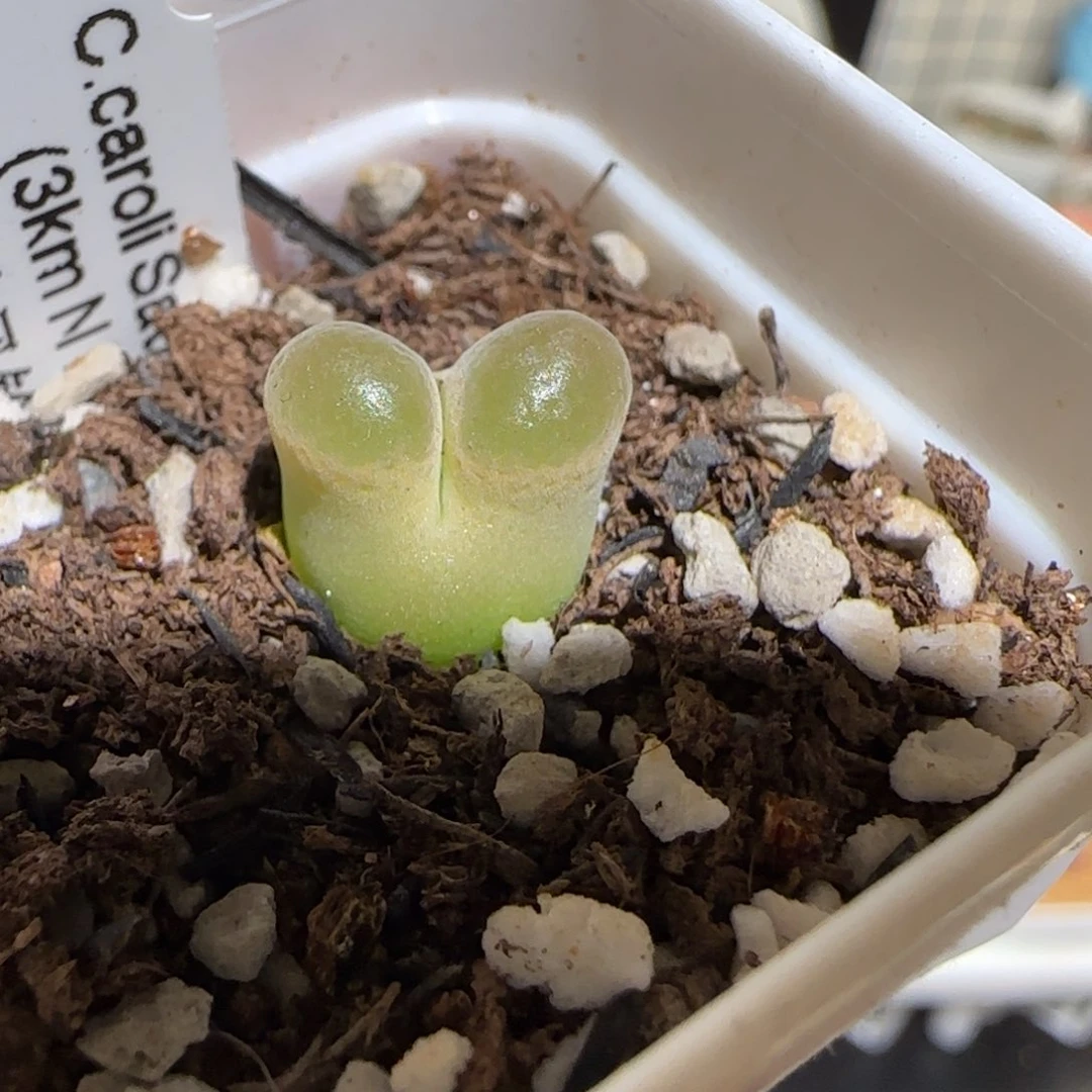 肉锥多肉植物百科-磁铁764
