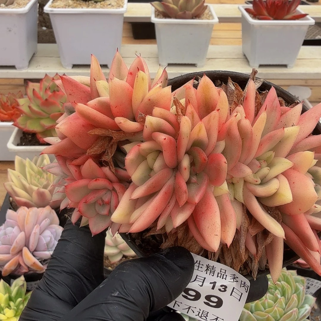 1113-99幸福家朵朵