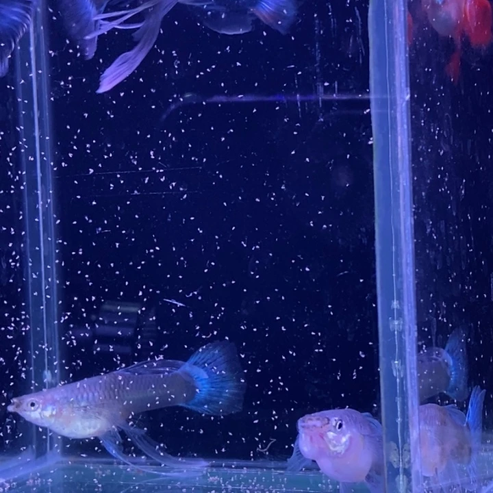 孔雀鱼蓝礼服c3对