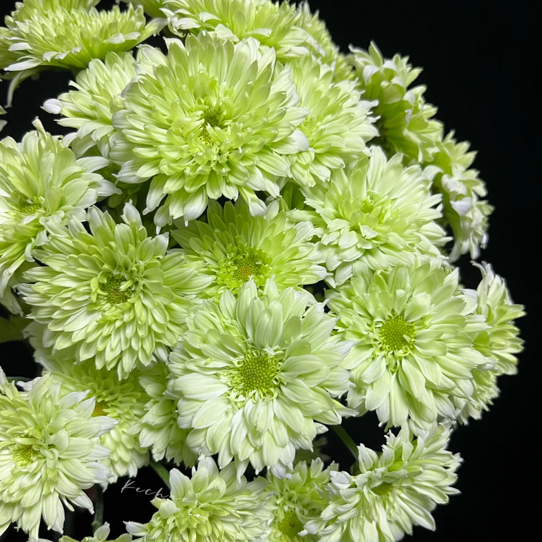 【滇之翠羽小菊】云南优选鲜切花昆明基地直发家用插花节日