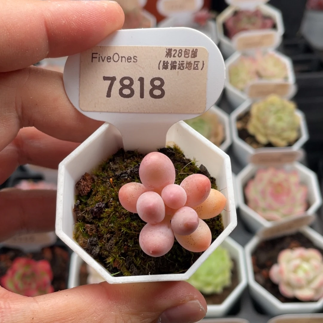 汤圆7818-3.0厘米