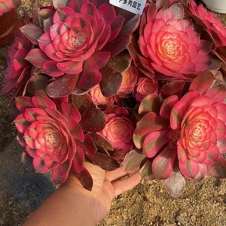 多肉植物荔枝748多肉