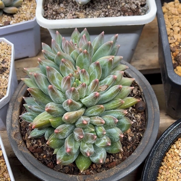 重楼 群生 夏鸣园艺