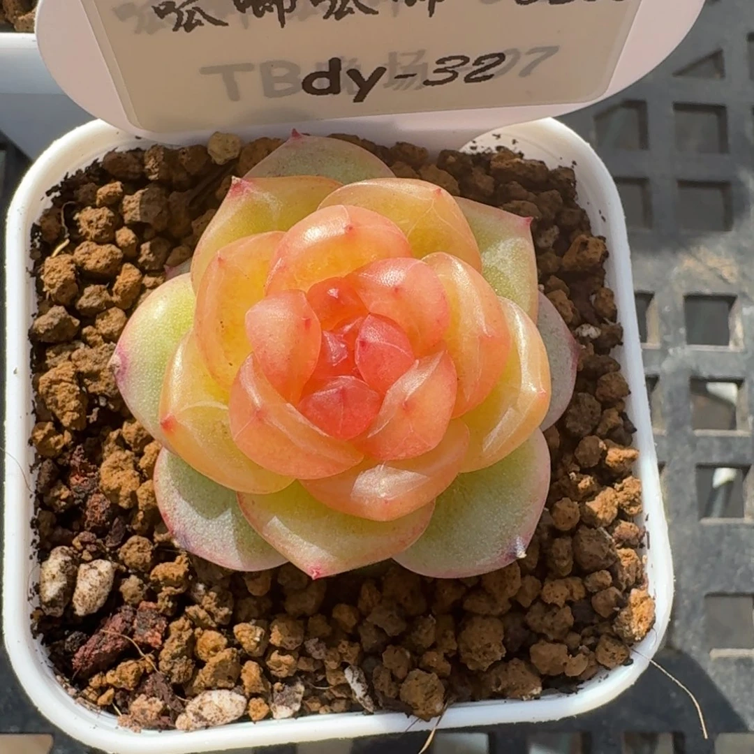 0205-032-追月单头