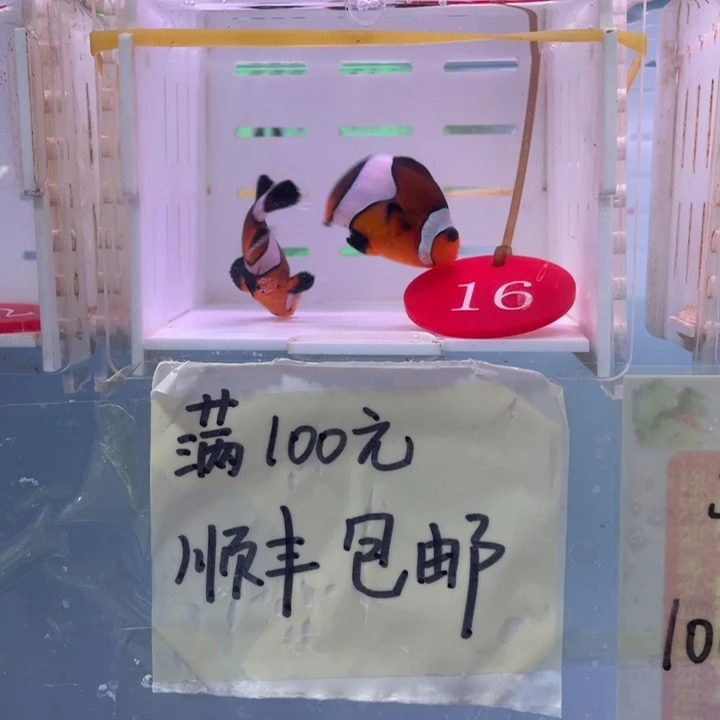 海水鱼精品2条4-5