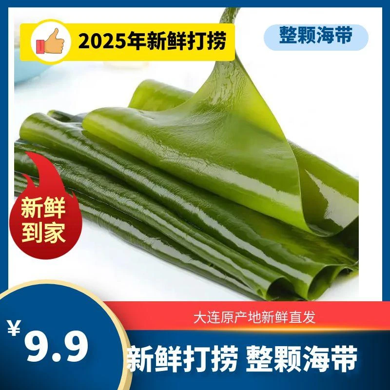 2025年打捞整张小海带 新鲜嫩菜 净重4.5斤 韵达发货