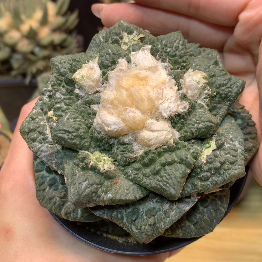 16号 苗接 炸尤龟甲岩牡丹10公分 无根