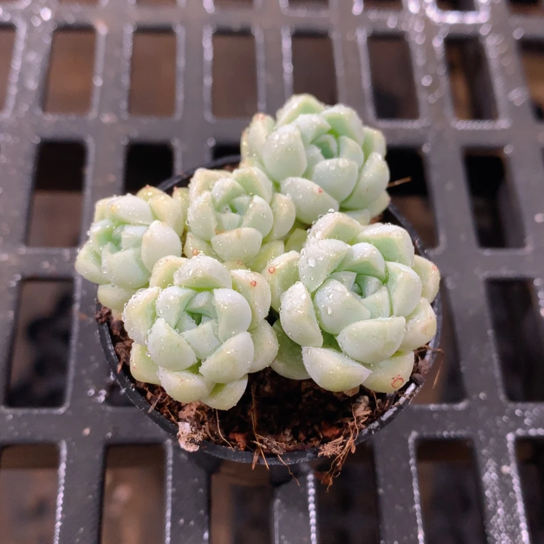 肉萌萌精控多肉 5cm盆量拍 月影群5头