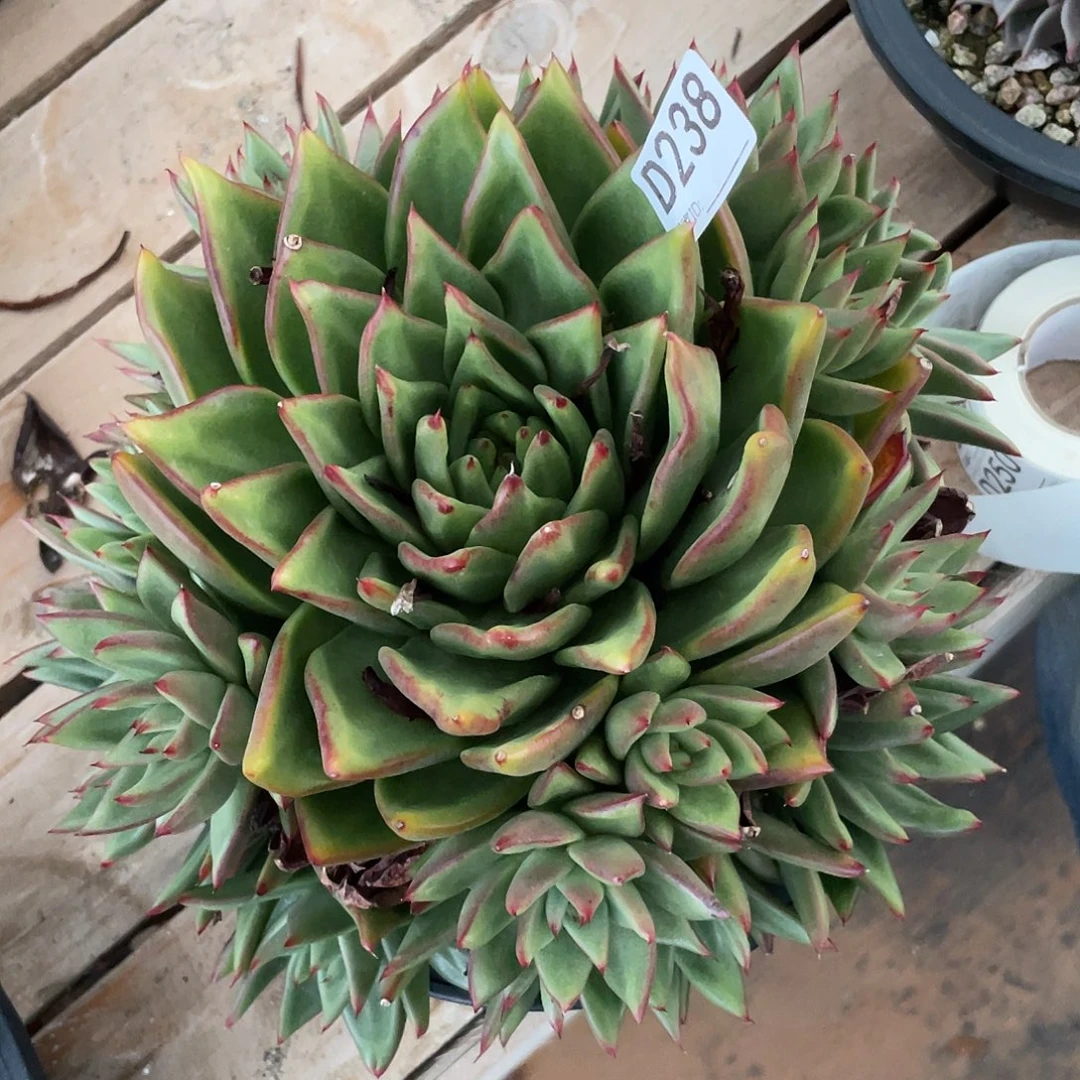 若如东云单拍D238