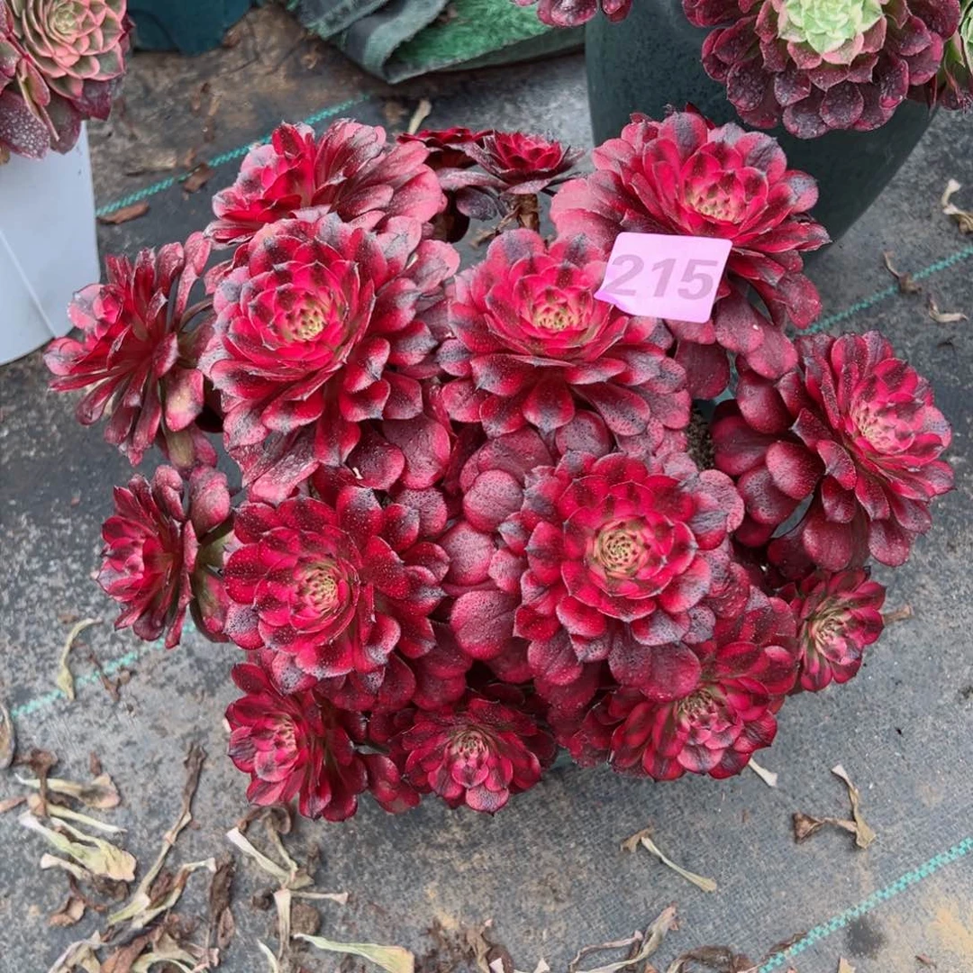 ?*诺215美肌法师多肉植物