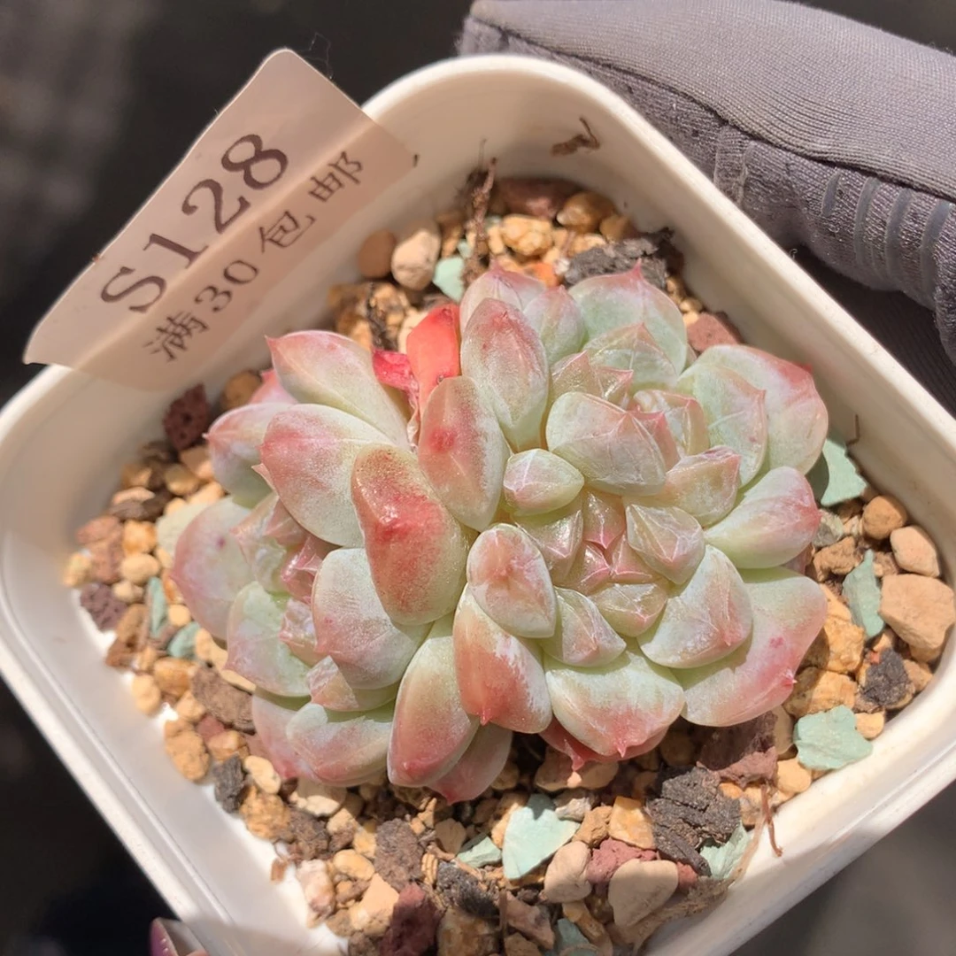 128。秘境冰魄。5cm三头。