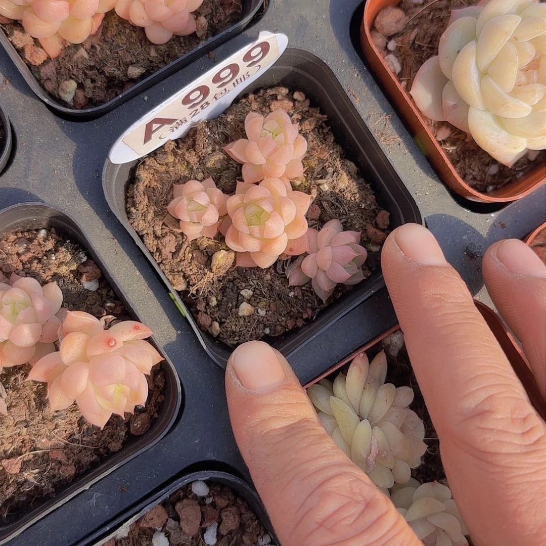 A999珍妮一物一拍