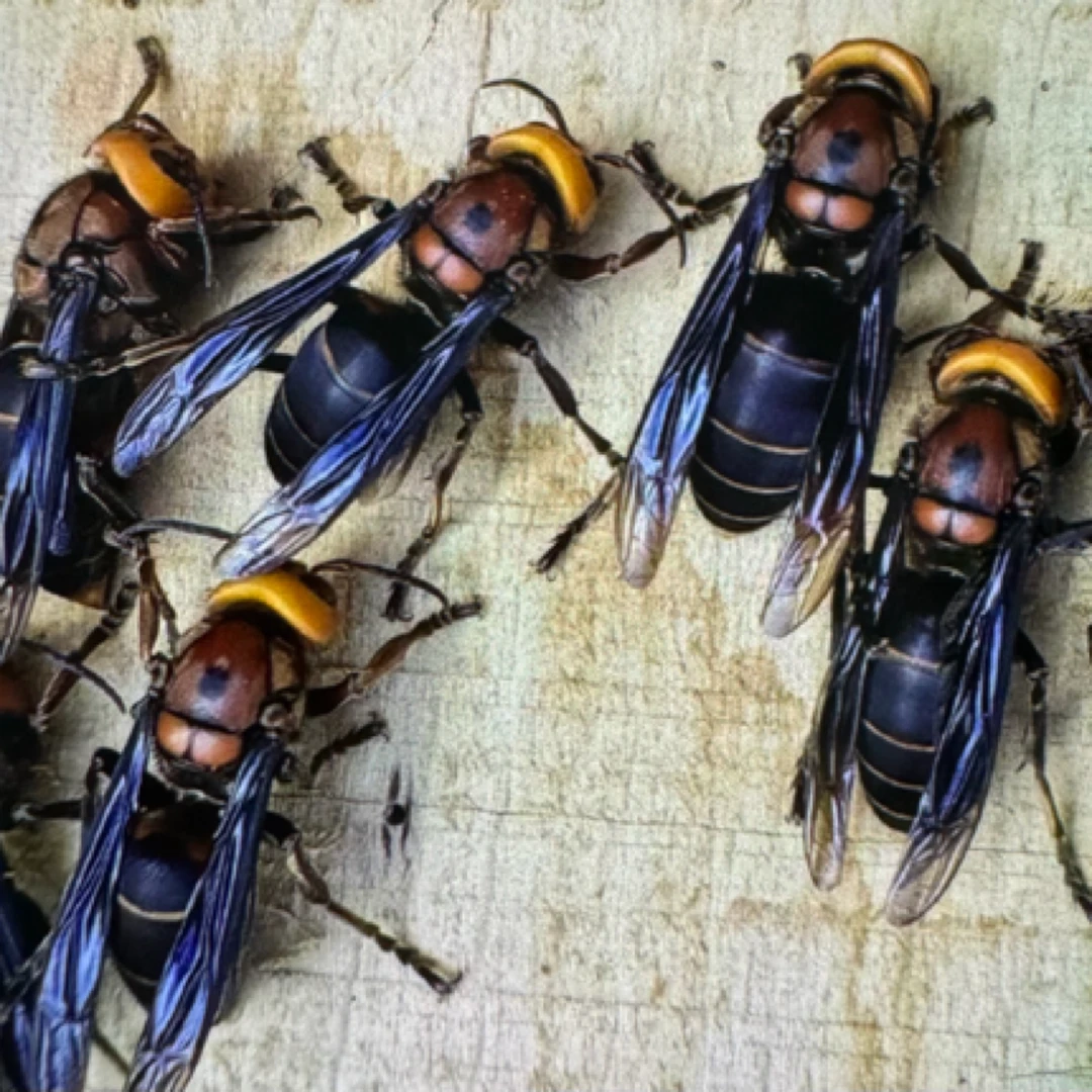 优质虎头蜂，红娘、土蜂5只