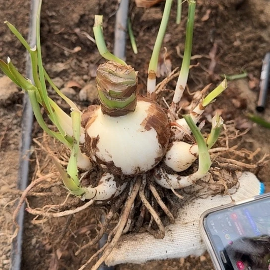 睡衣派对籽播苗5号 7.5+10个侧开花可能变异 开花无售后