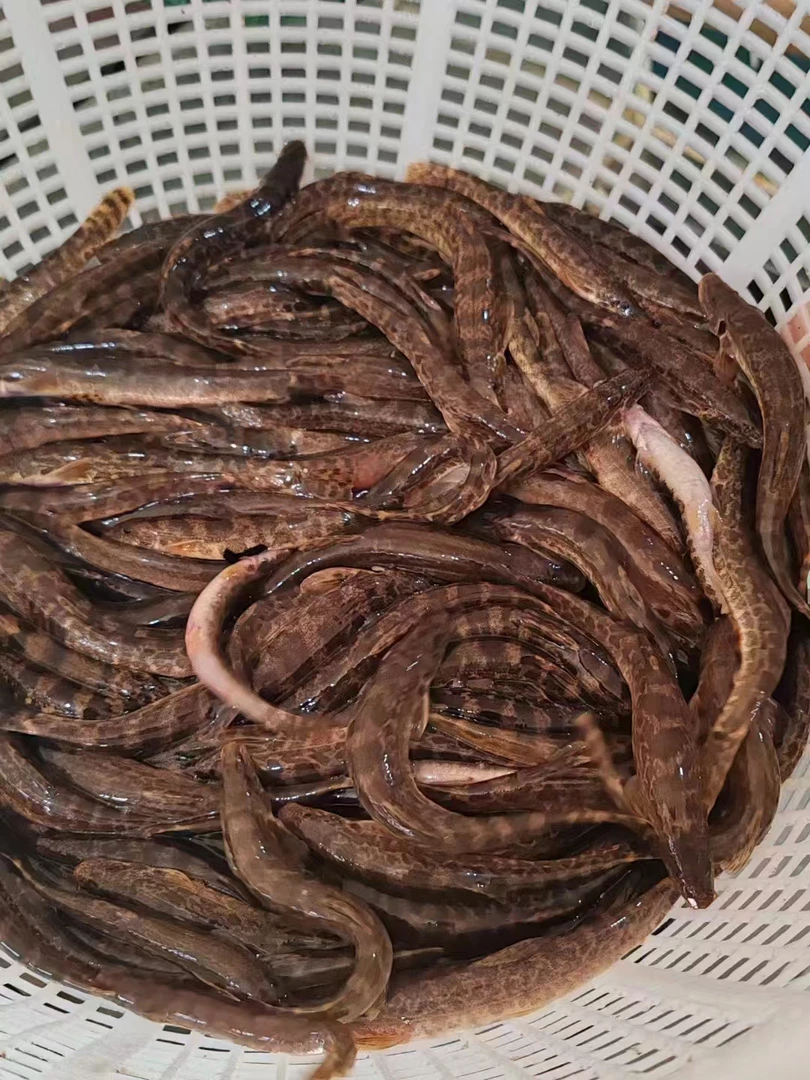 东北花泥鳅 40条左右一斤 二斤装 顺丰包邮