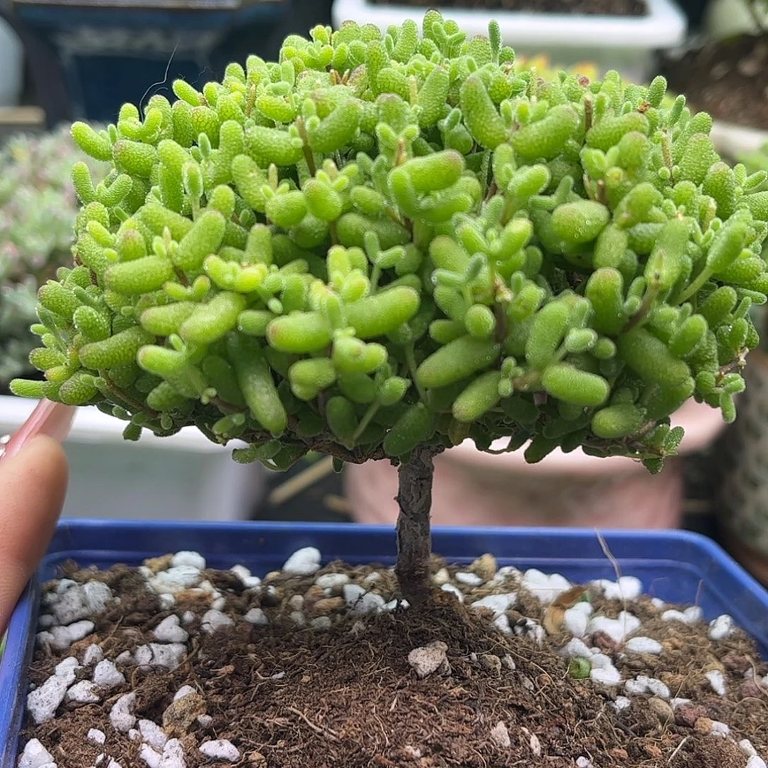 37金桔优选枝干番杏