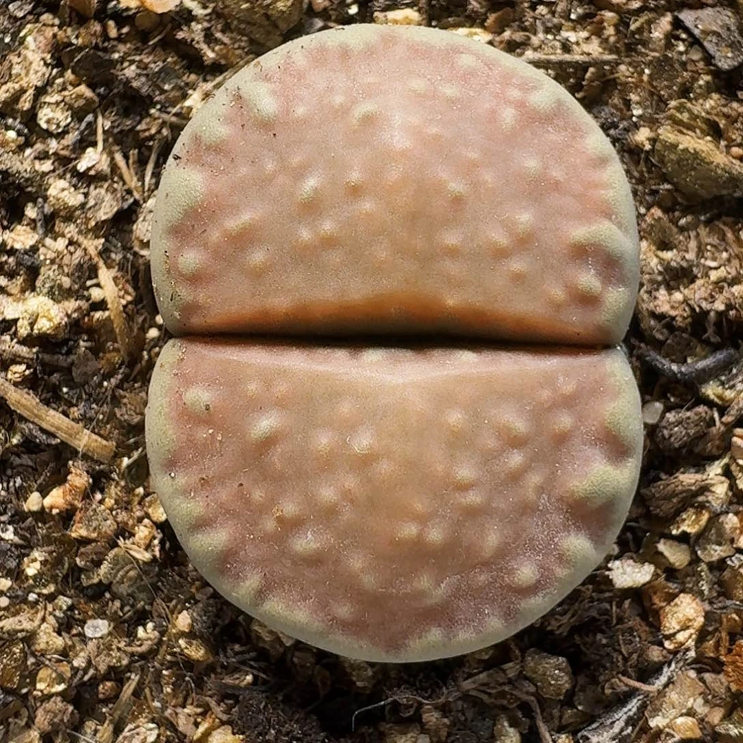生石花111111。  252
