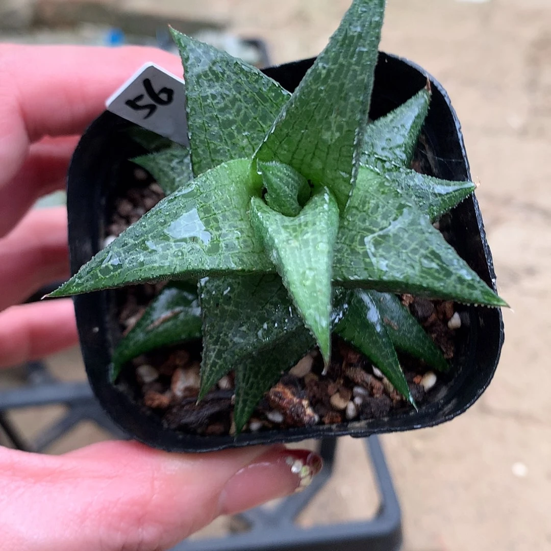 56号硬叶一物一拍