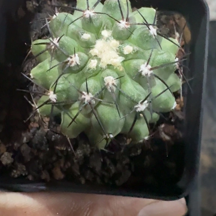 松凤玉自根仙人球