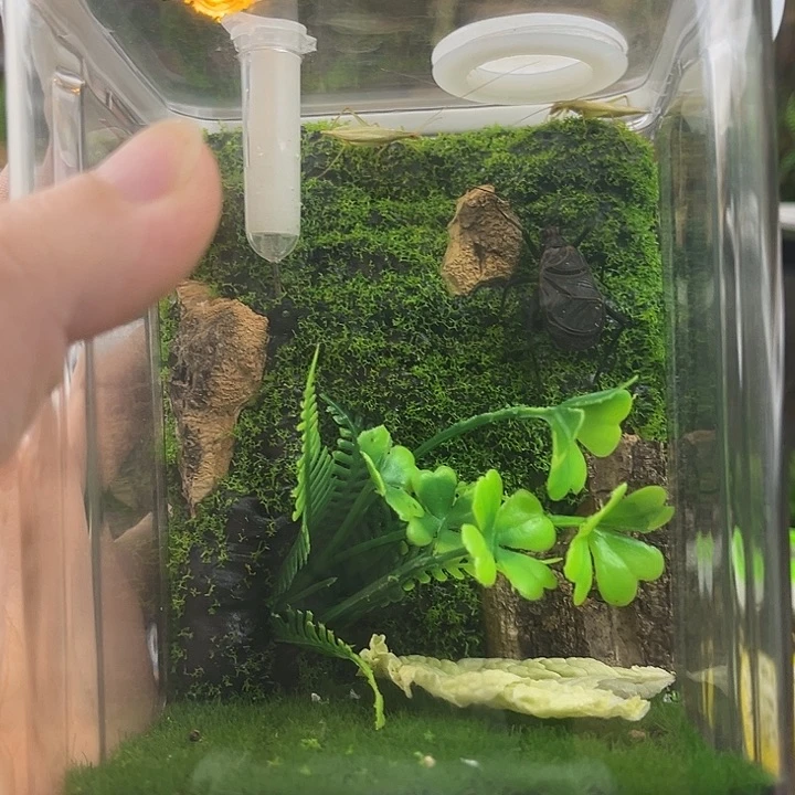 拍下带一麒麟两个柬竹