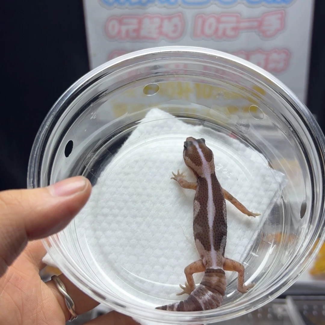 肥尾守宫直线奥利奥