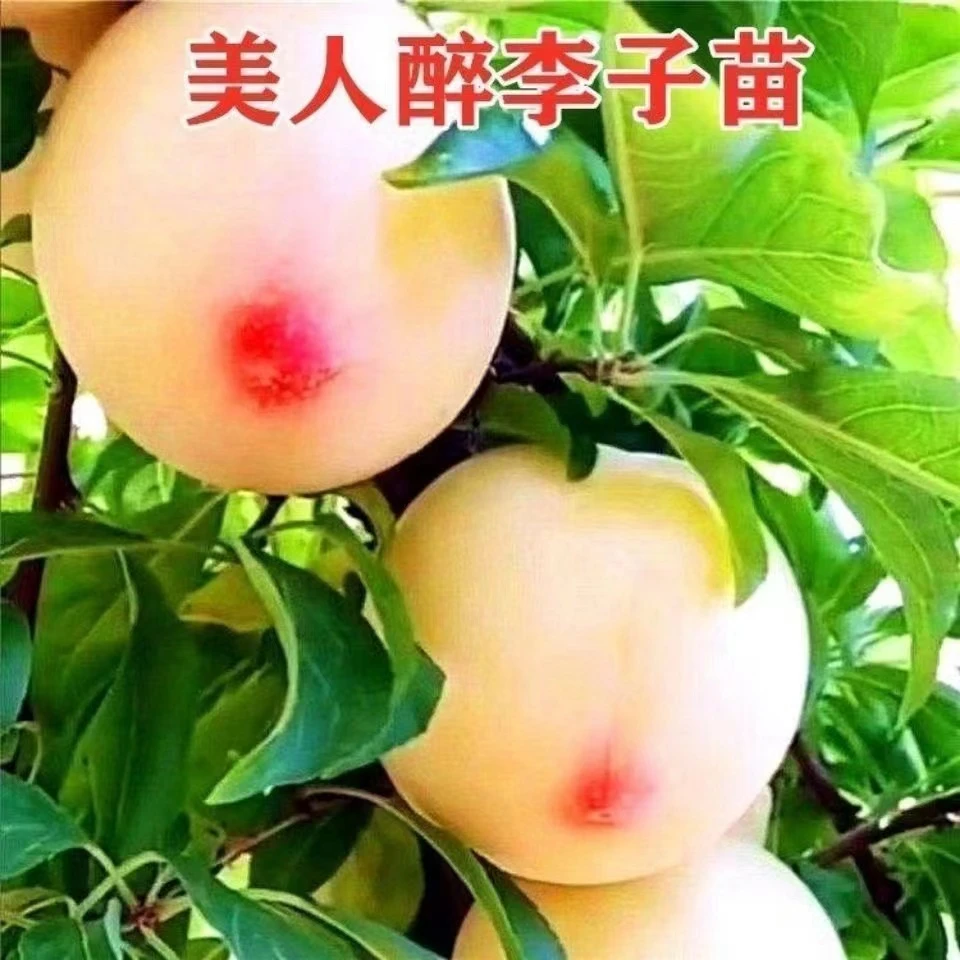美人醉李子苗嫁接李子苗离核美人醉李子树苗南北方盆栽地栽易种植
