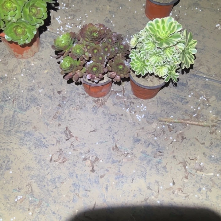 不包侧枝一物一拍21