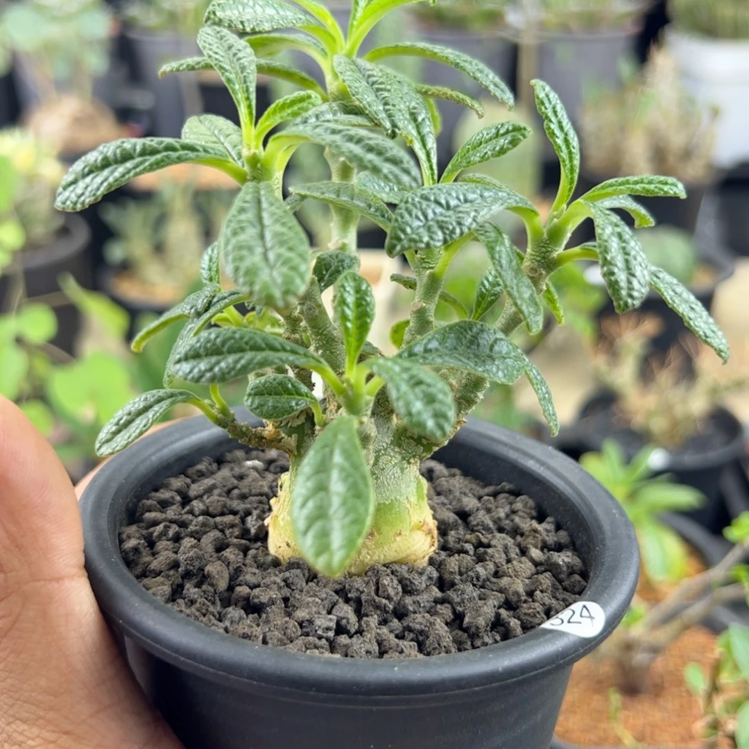 巨琉桑实生2.8一物一拍带盆发
