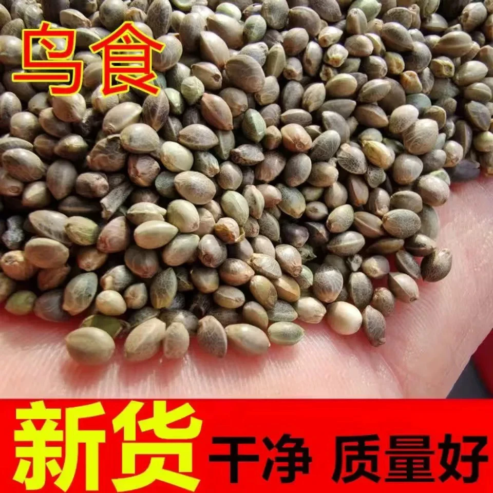 中颗粒火麻子鸟食鸟粮鸽粮火麻仁500g 新麻子火麻仁