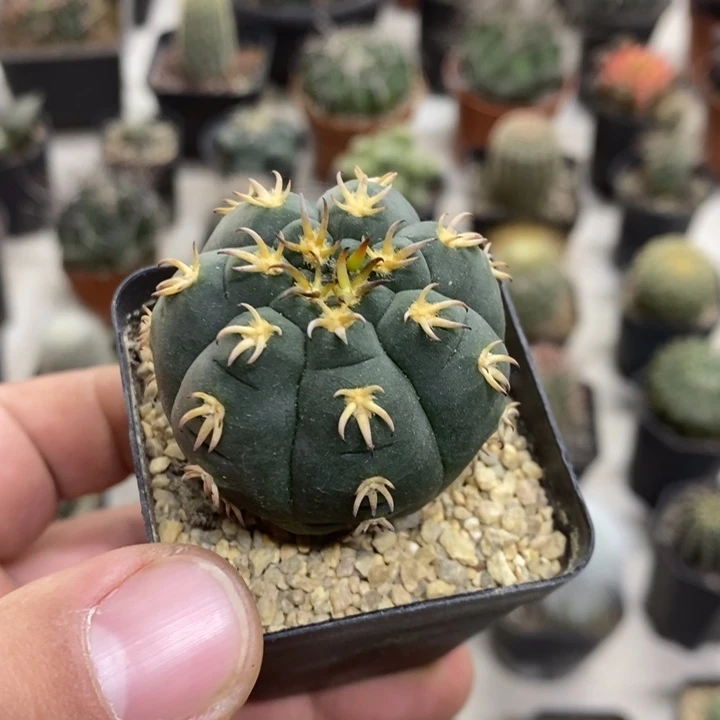 实生猫爪特价福利