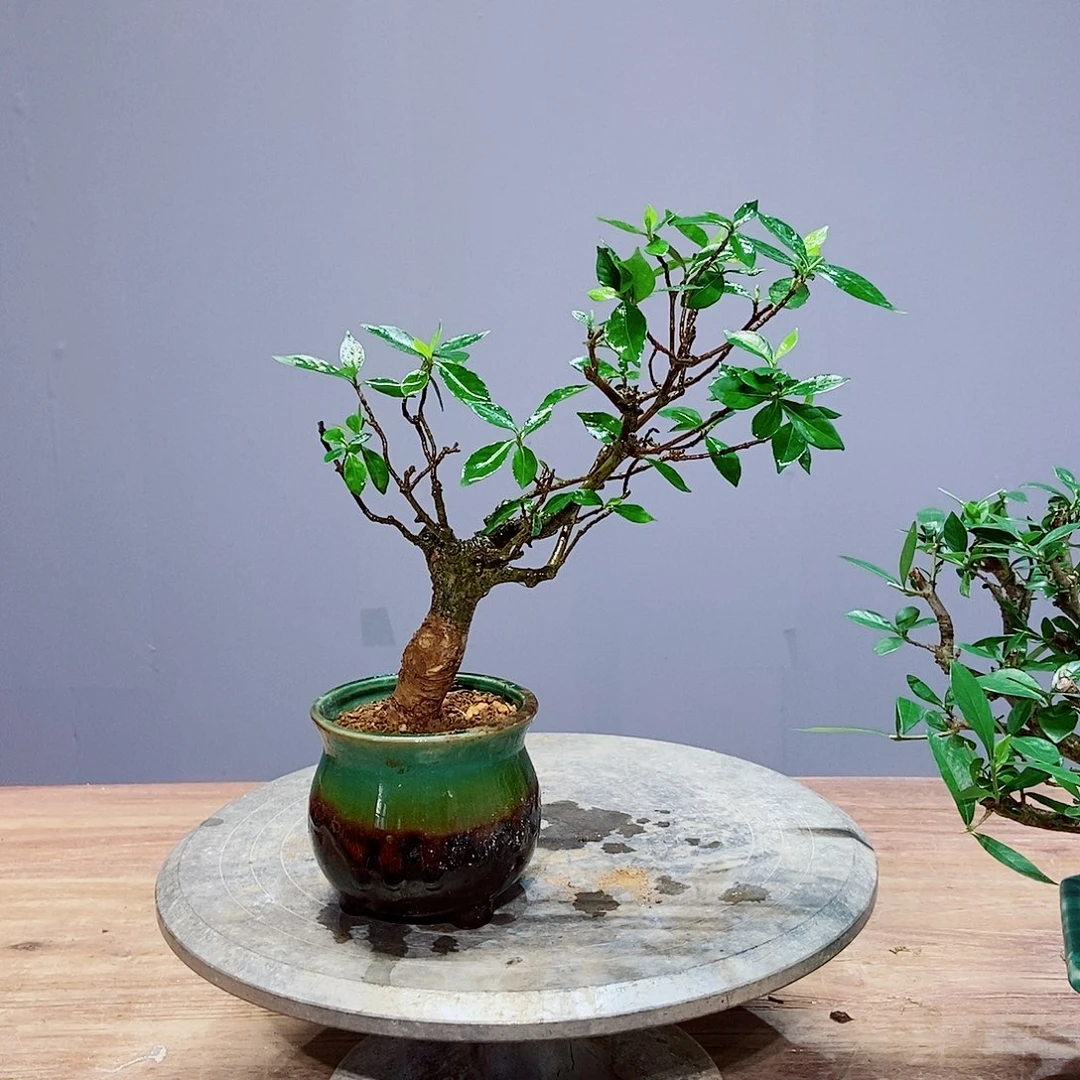 无花朵阿*感谢您的支持和配合和帮助