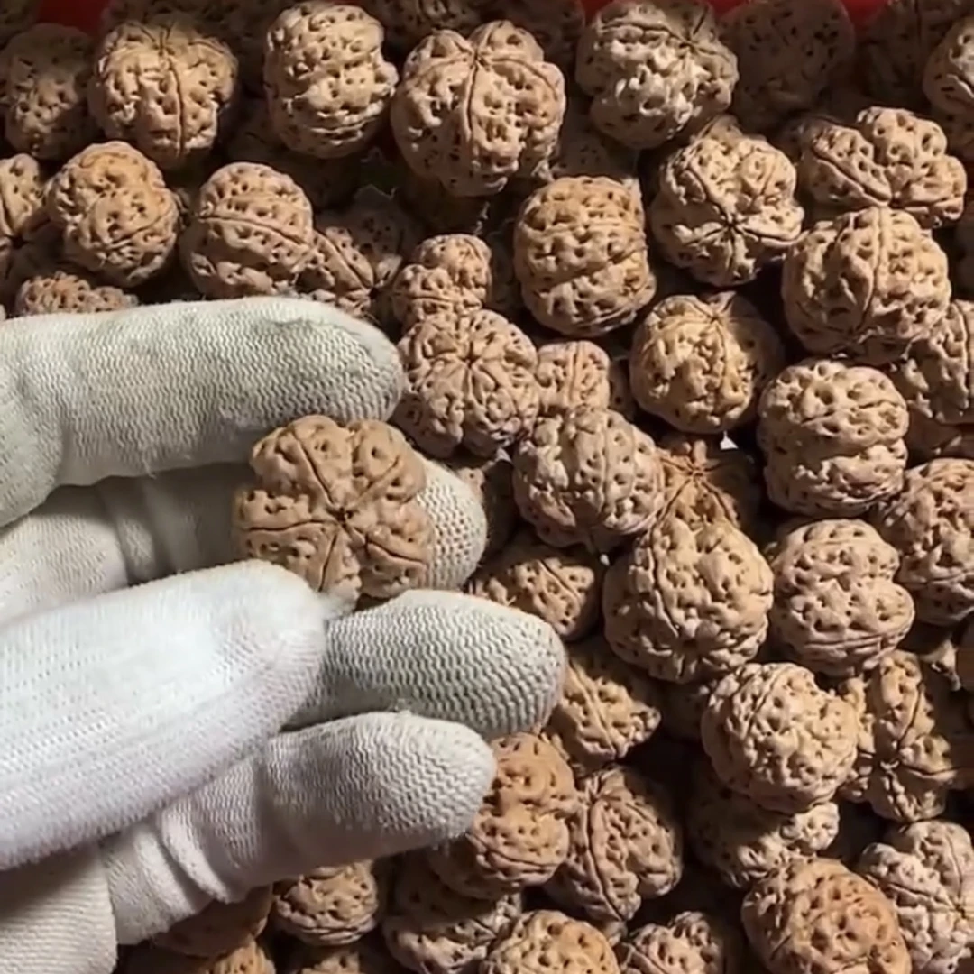 手持大金刚菩提以直播间展示为准