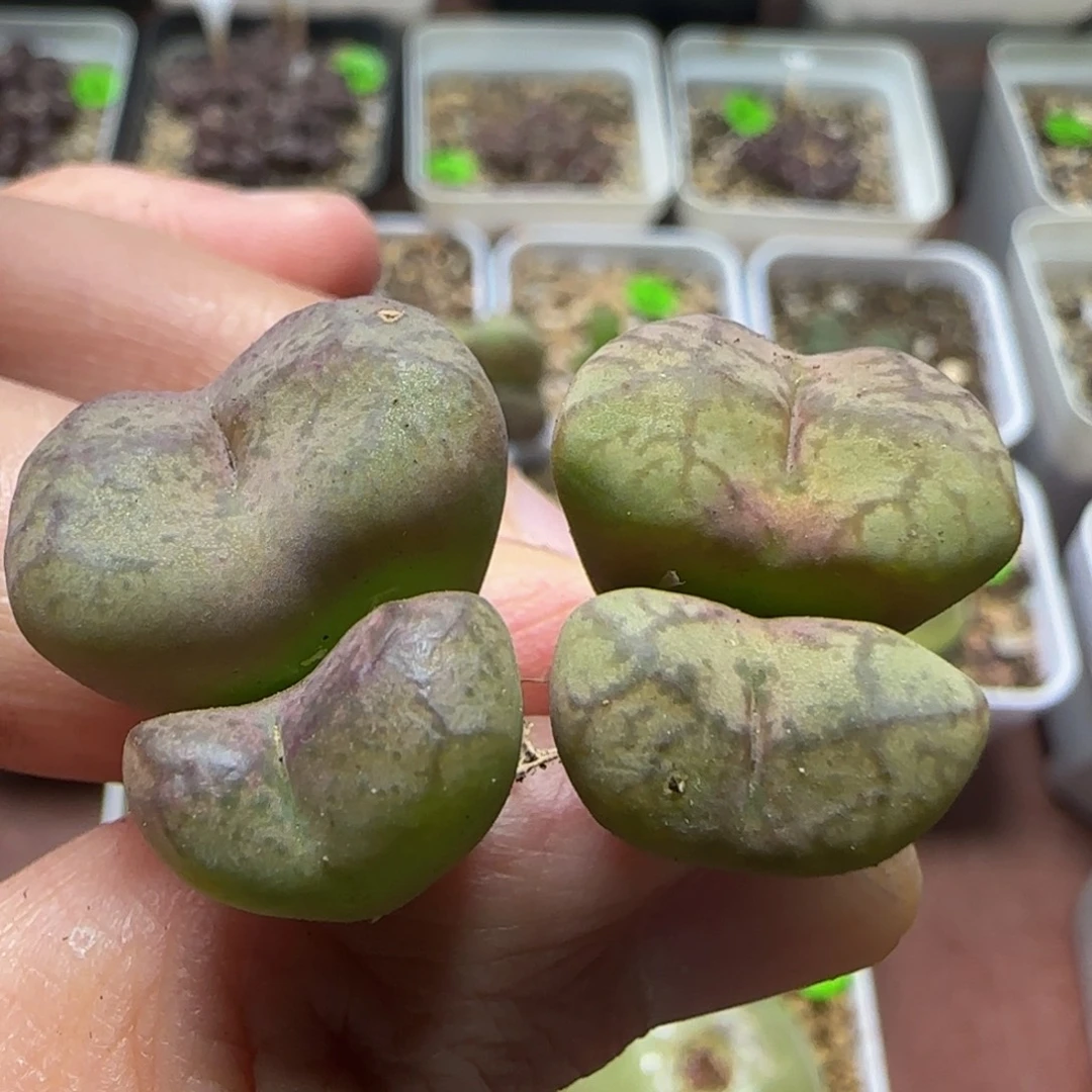 杂交漂亮多肉植物162