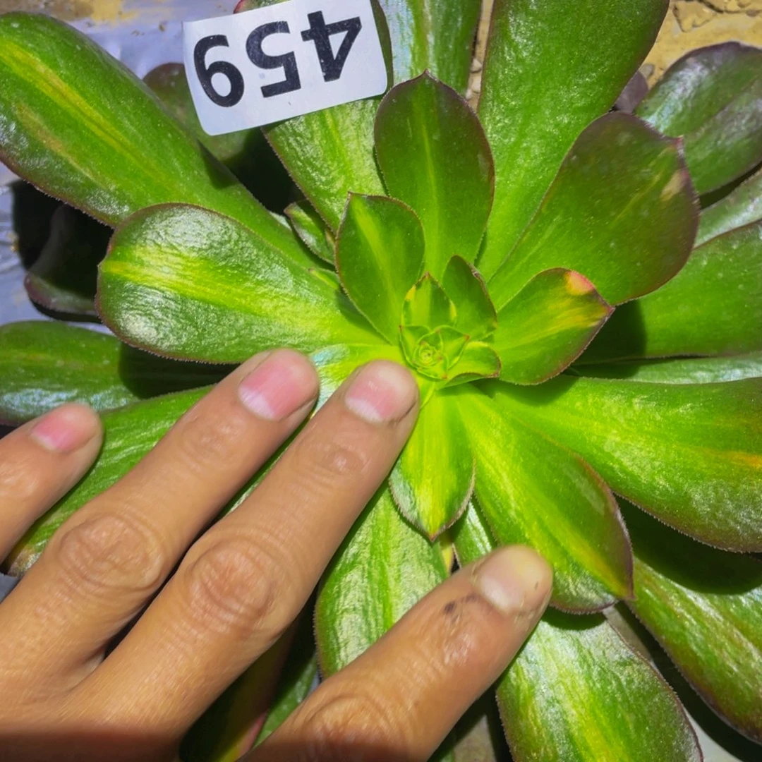 流星雨多肉植物的人459