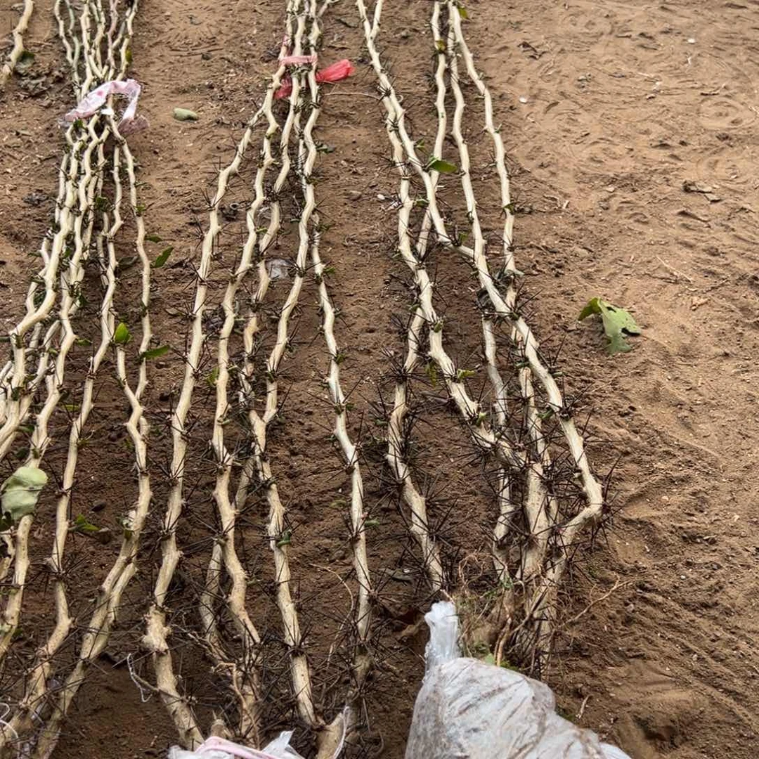 1.5米直杆叶仙五颗编号96