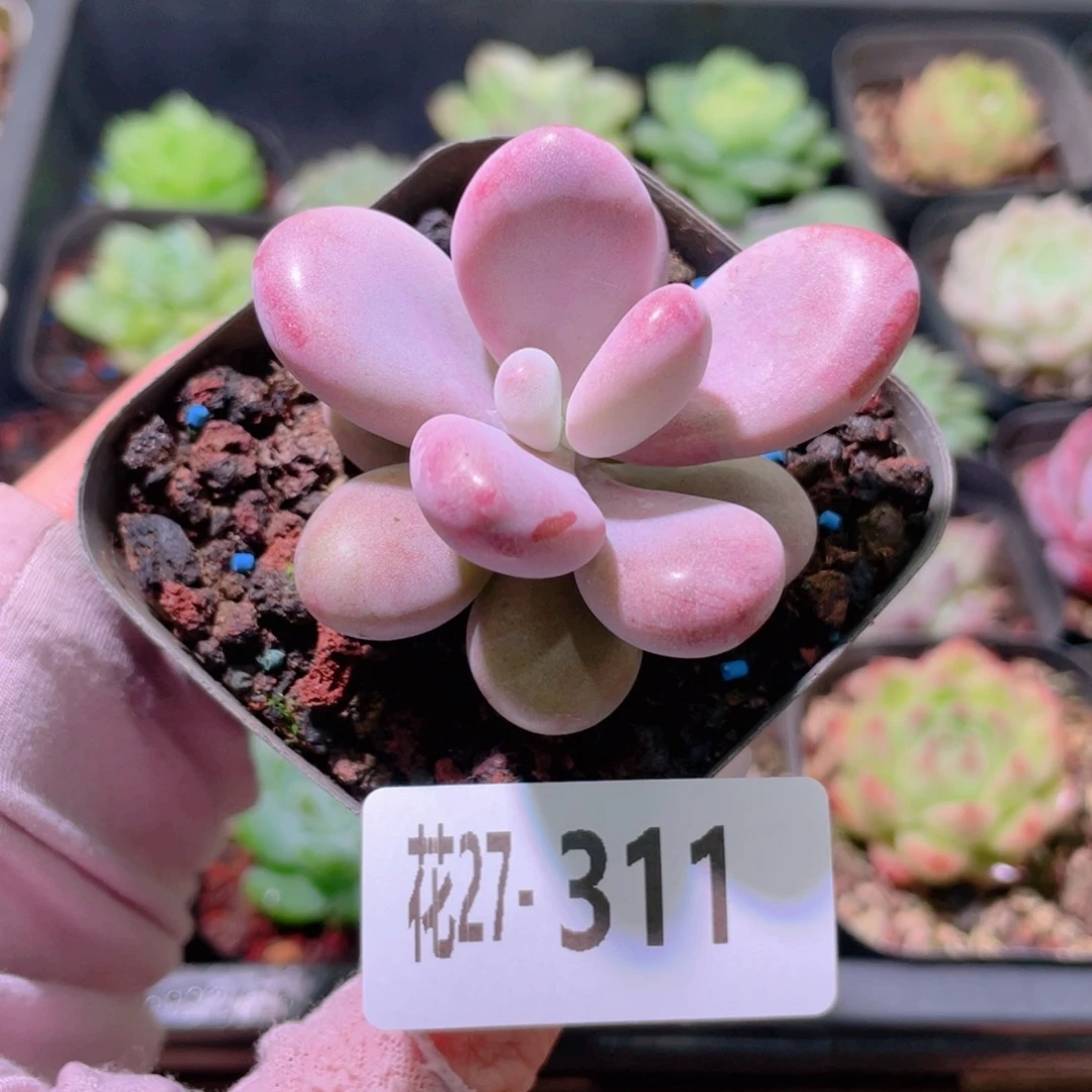 花利美27-311桃蛋