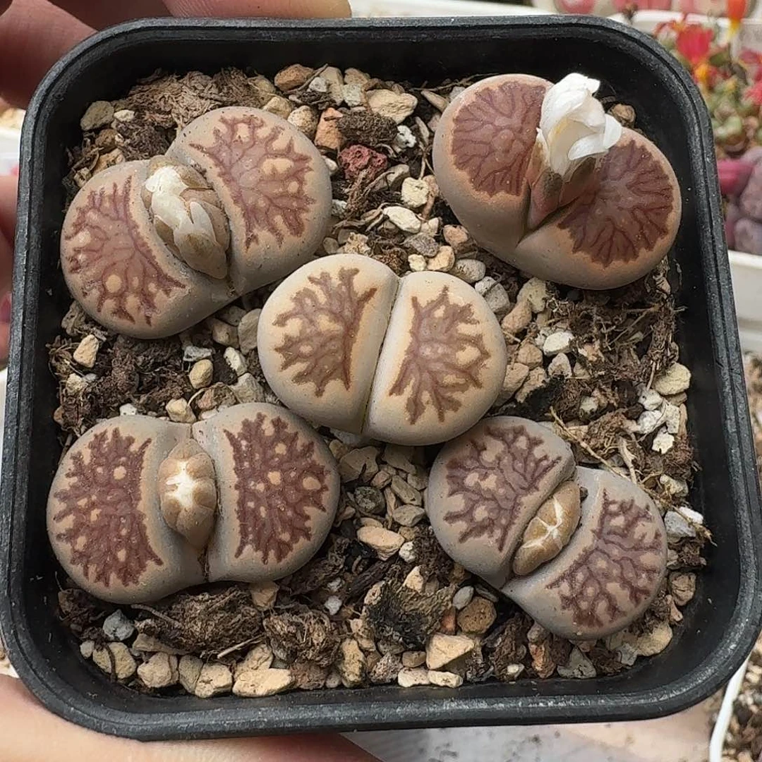 D308美菊母本多肉