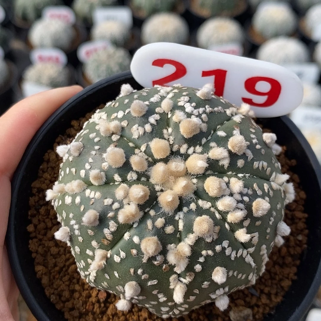 219花园大优系列产品的