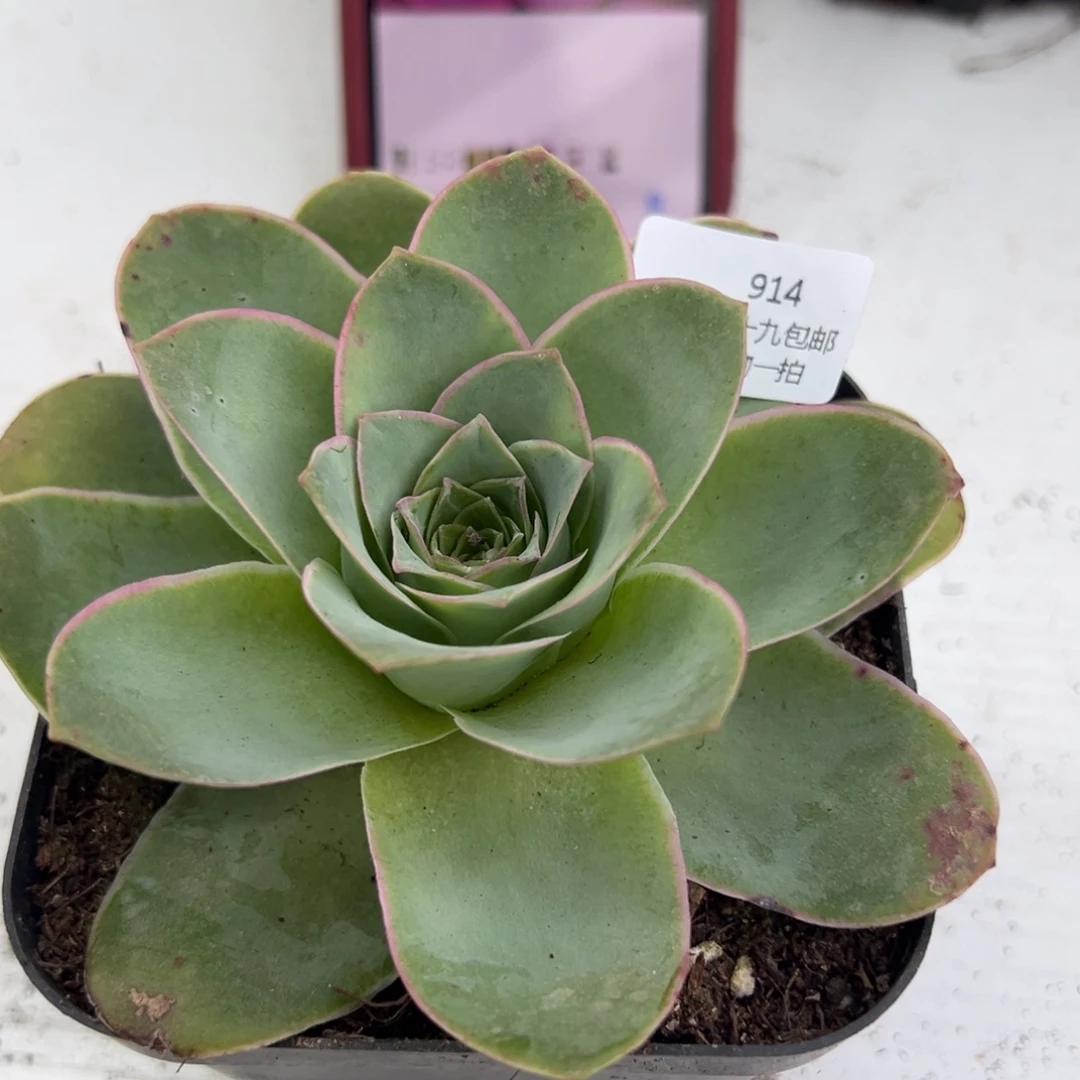 914 山地玫瑰基地带盆土