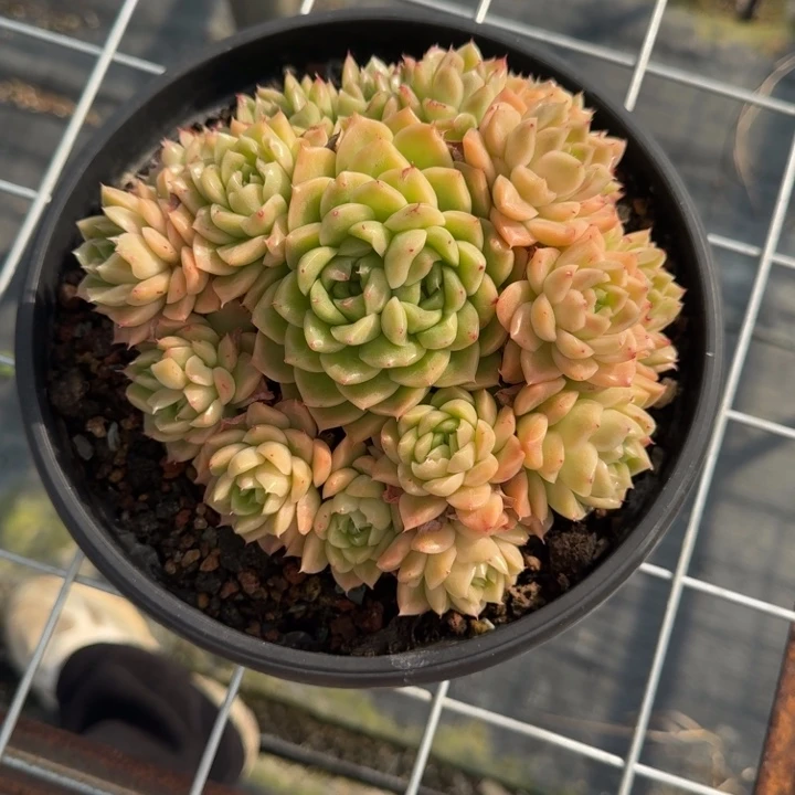 不知名多肉植物绿植