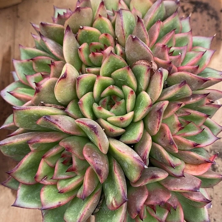 D655- 直播福利 捧花