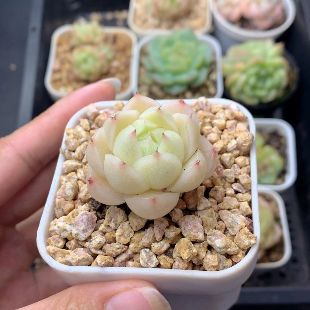 58包邮  群生不包整 1