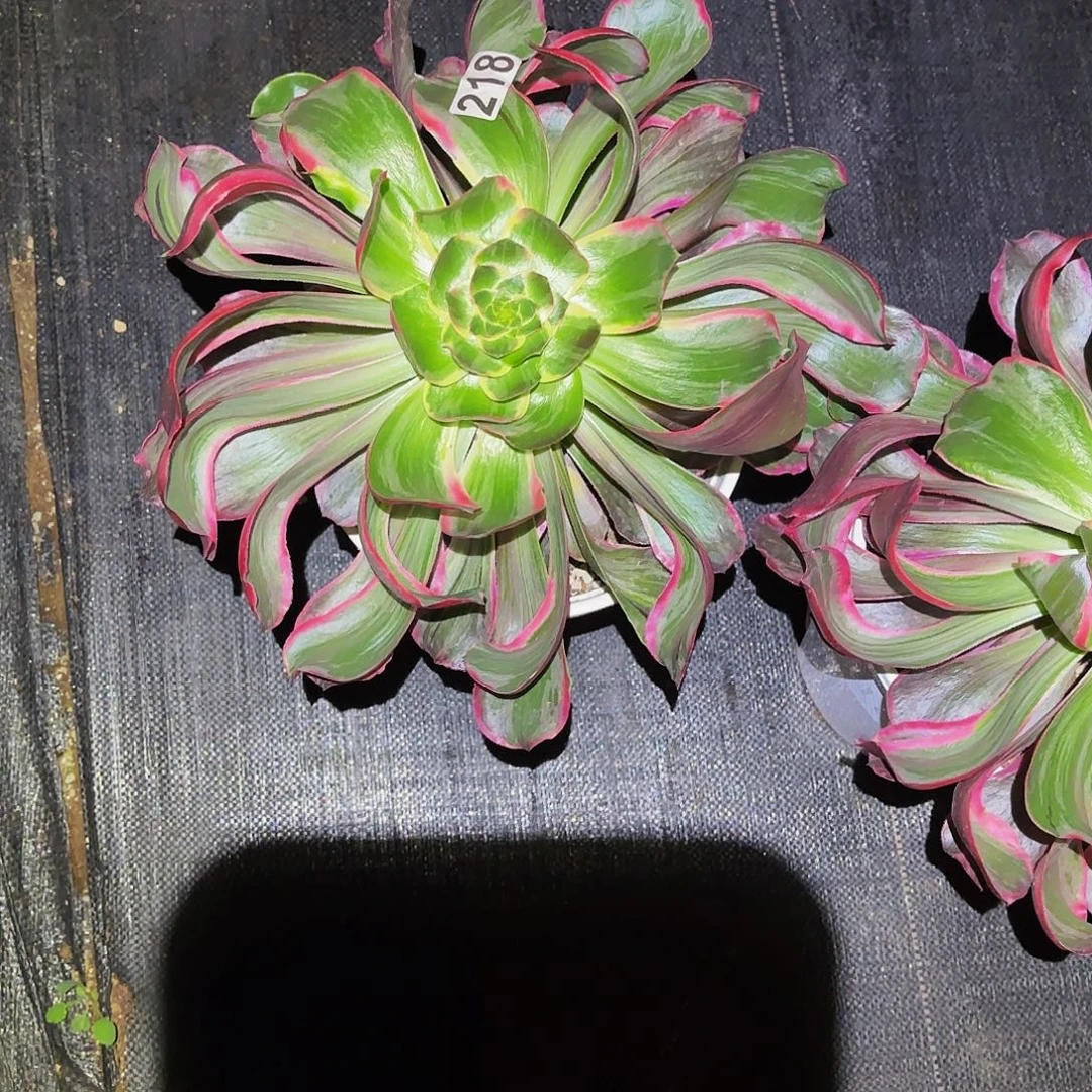 平***好218多肉植物植物植物福利
