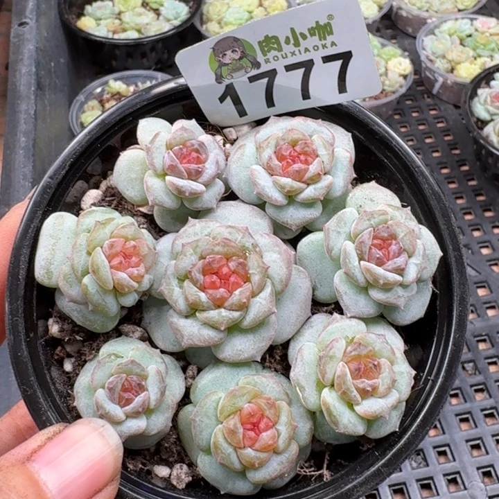 多肉植物多肉植物