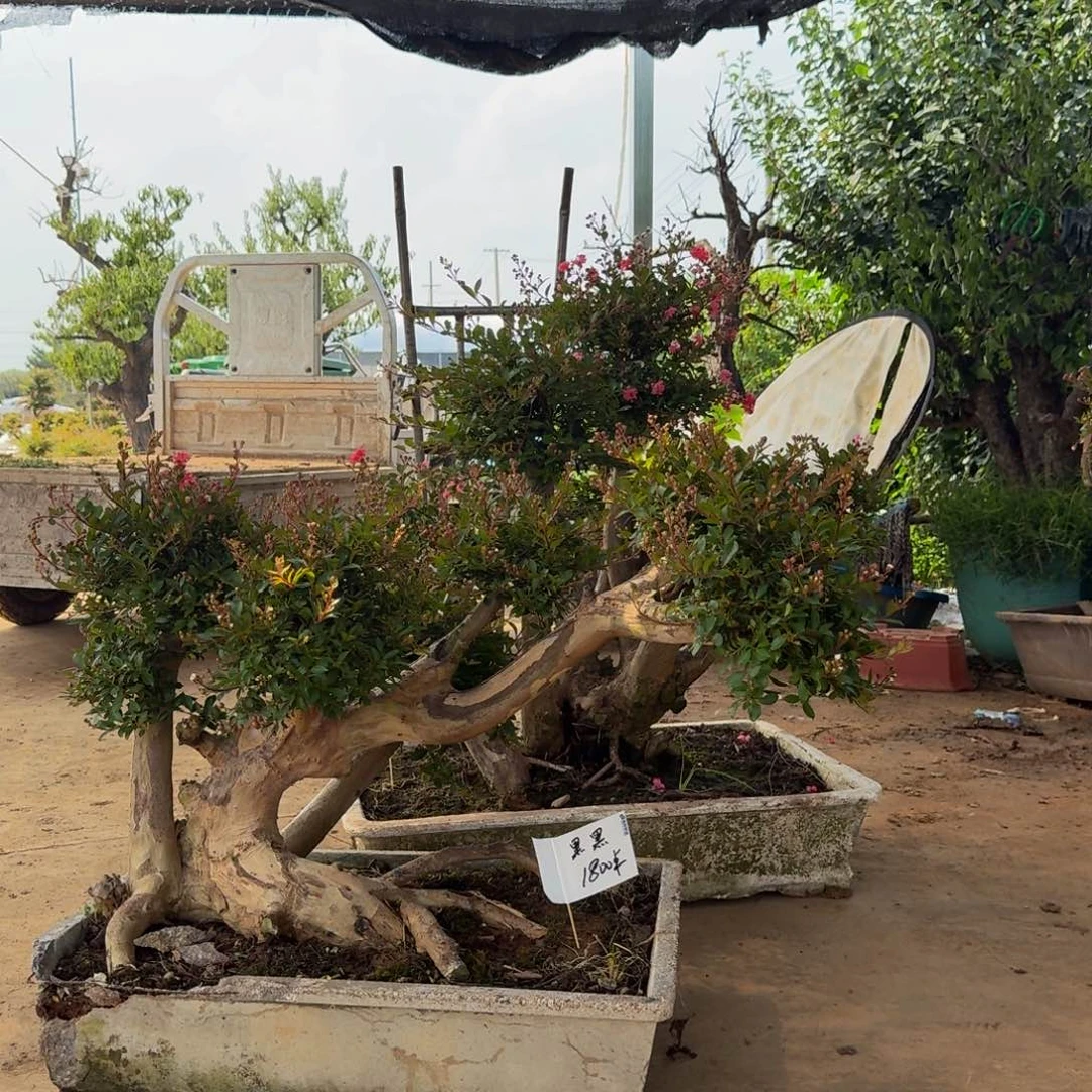 小***军完全开放紫薇老桩包邮两科