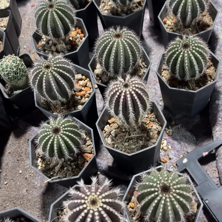 无花朵实生优搏球好养皮实