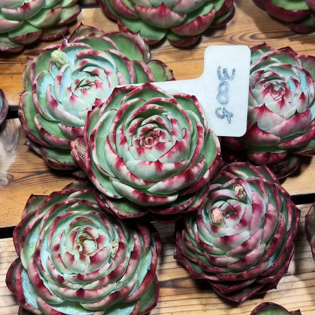 *****惊鸿仙子一物一拍3005号