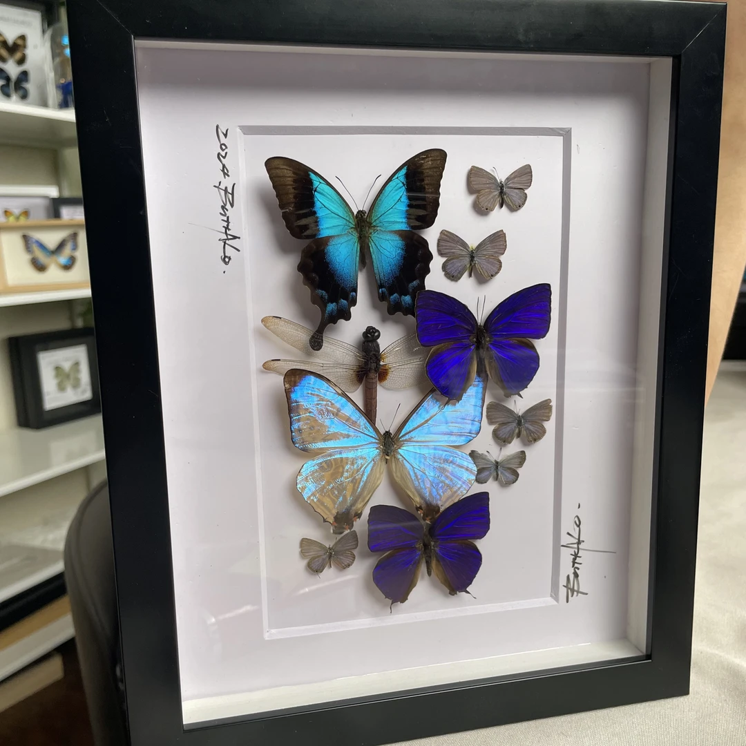 蝴蝶拼盘，一口价捡漏，蝴蝶有瑕疵，慎拍